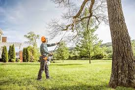 Best Tree Disease Treatment  in Oneonta, NY